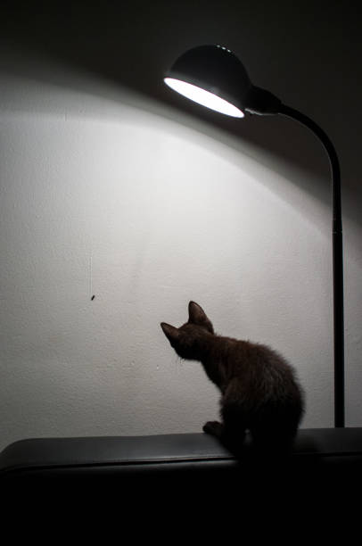 istock Curious Black Kitten Observes Insect Under Lamp Light 2172423590
