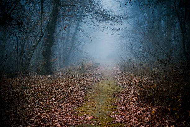 Free Stock Photo of Dark forest pathway with foggy atmosphere ...