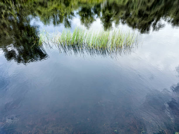 istock Close up lake surface with reeds 2172425922
