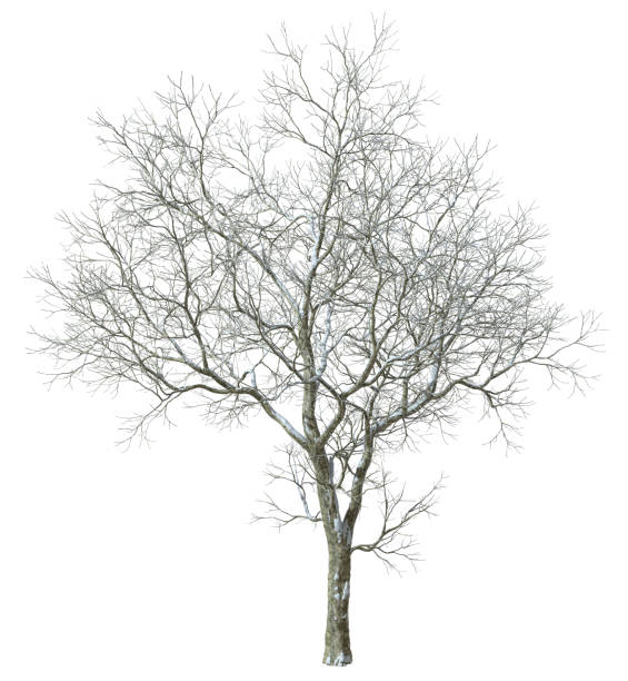 istock Dryed jungle trees with snowy coldness coverd cutout white backgrounds 3d rendering 2172427861