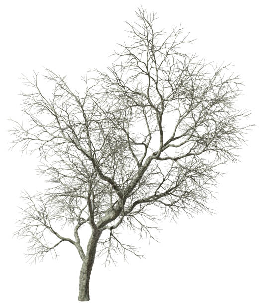 istock Single dry tress woods standing lonely on white backgrounds 3d render 2172427878