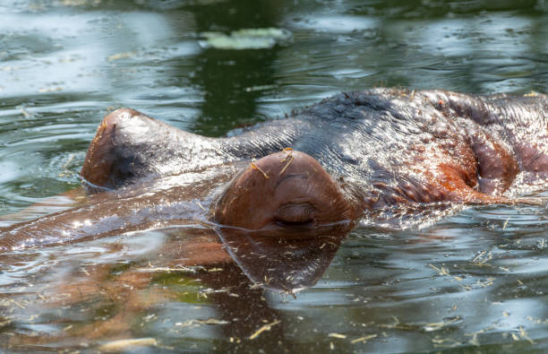 istock hippo swimming in the murky pond eyes opened 2172430923