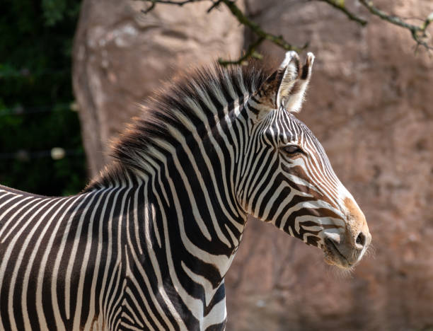 Zebra Mane Zebra Mane