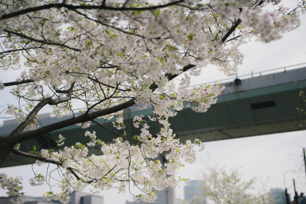 istock Blooming cherry blossoms under an overpass with cityscape background, showcasing springtime in urban area. 2172431501