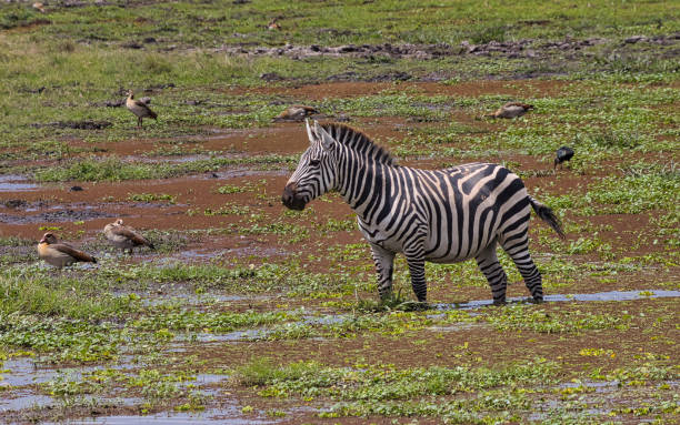 istock A place to tread water 2172431733