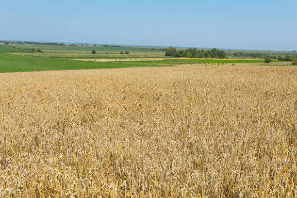 istock A wheat field under a clear blue sky 2172432297