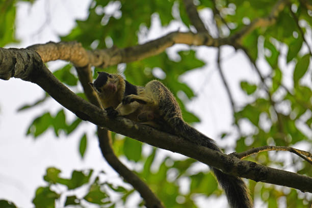 The Grizzled Giant Squirrel is listed as near threatened due to habitat loss and hunting.
