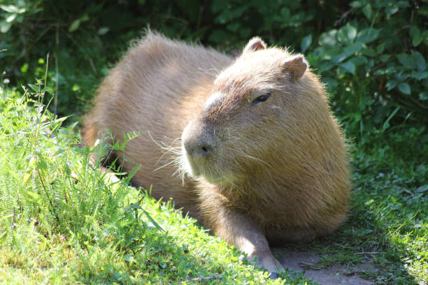 istock A capybara enjoying the sun light 2172432465