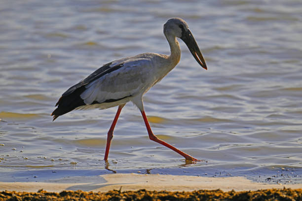Asian Openbill Stork, in Sigiriya. The Asian Openbill is the commonest widespread stork to be found throughout the lowlands of Sri Lanka. The one pictured, was at Amaya Lake, in Dumballa. monkeys at sigiriya sri lanka stock pictures, royalty-free photos & images