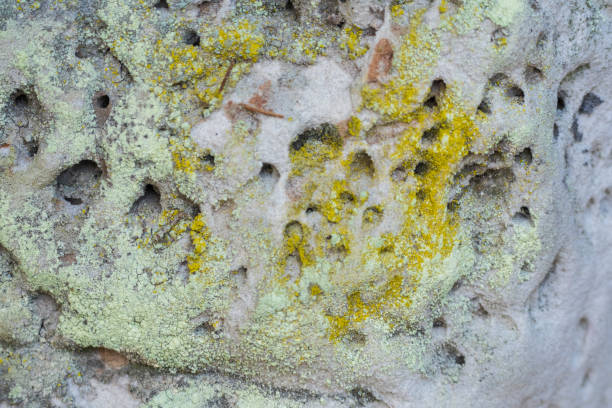 Detailed view of a weathered rock surface covered with yellow and green lichen, showing natural erosion and textures.