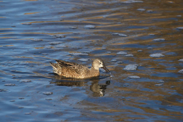 istock Cinnamon Teal (female) (anas cyanoptera) swimming in a pond 2172433280