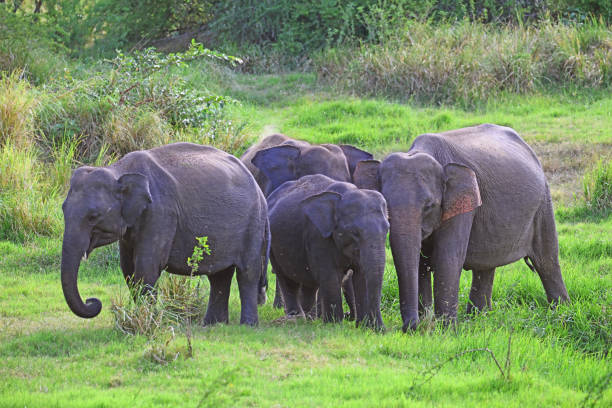 Elephant family at Sigiriya National Park.