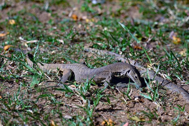 istock Camouflaged Iguana in Sigiriya Rock. 2172434096