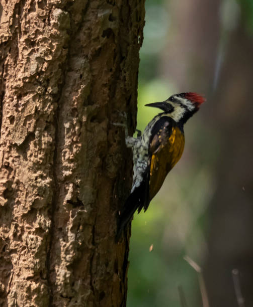 istock white napped woodpecker 2172435058