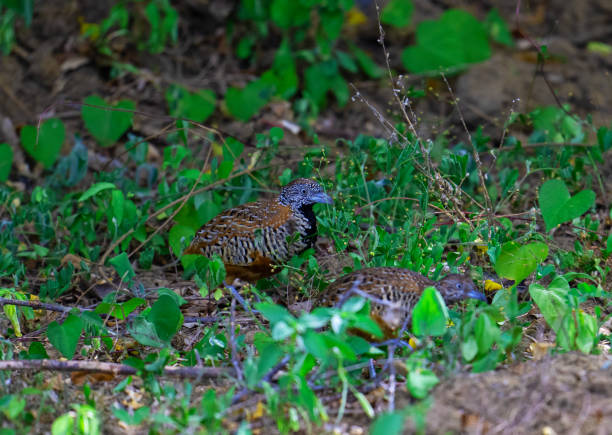 The barred buttonquail or common bustard quail, is a buttonquail, one of a small family of birds which resemble, but are not closely related to, the true quails.