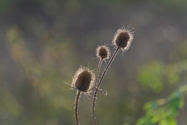 Dipsacus laciniatus in the autumn wild field