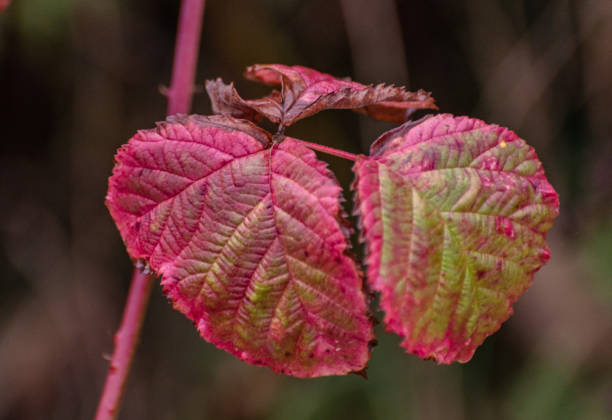 istock Changing colors of a leaf in autumn 2172436636