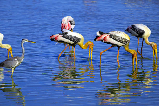 Painted storks, live colonially ,often alongside other birds.  They are not migratory and only make short distant movements to respond to weather and food conditions.