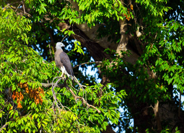 istock Grey-headed Fish Eagle, in Yala, Sri Lanka. 2172436867