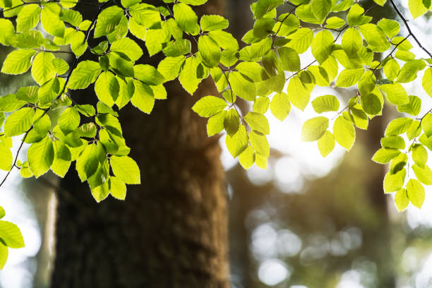 istock Closeup nature view of green beech leaf on spring twigs 2172436969