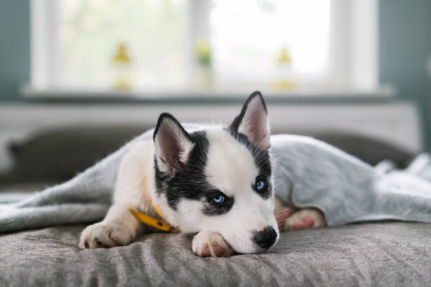 istock A small white dog puppy breed siberian husky 2172437407
