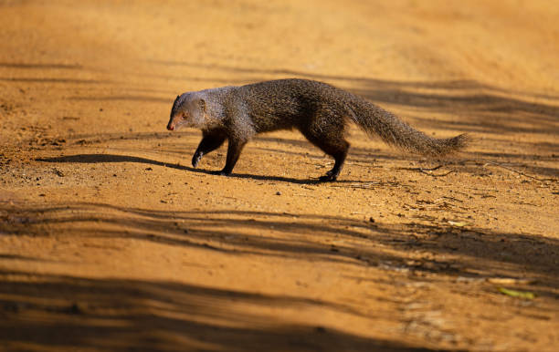 istock Mongoose on the feeding prowl at dawn.. 2172438834