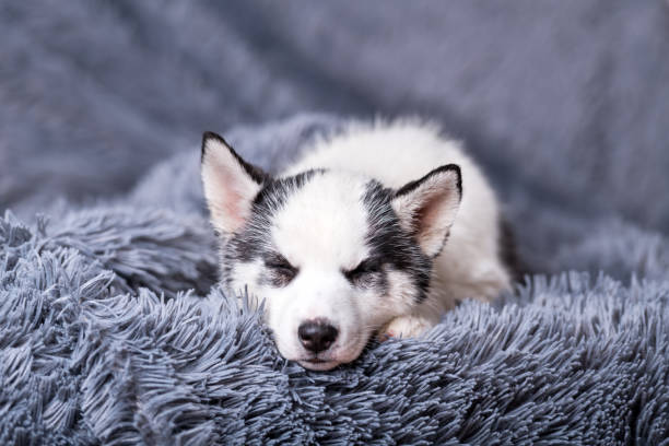 istock A small white dog puppy breed siberian husky 2172438909