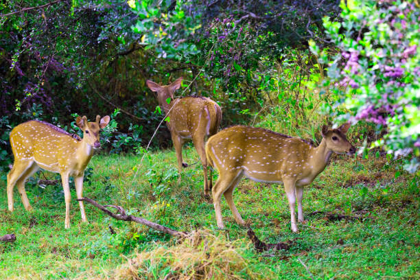 istock Spotted deer on high alert, in Sri Lanka. 2172439899