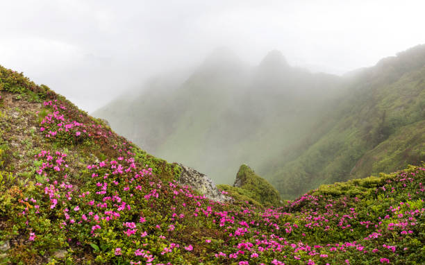istock Pink rhododendron flowers in mountains 2172440325