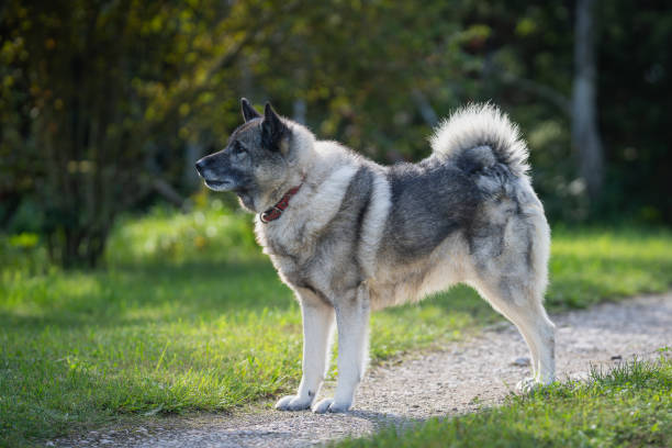 istock Norwegian elkhound guarding territorium in autumn day. 2172440773