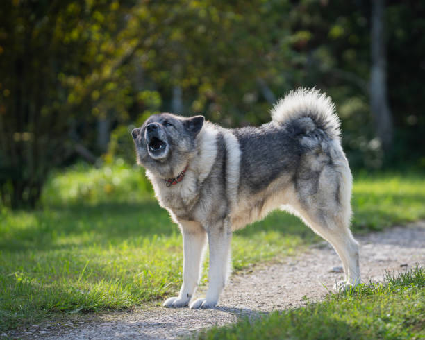 istock Norwegian elkhound guarding territorium in autumn day. 2172440778