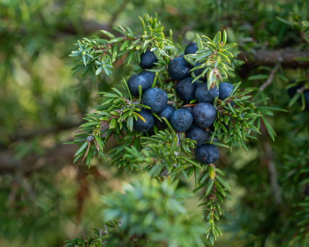 istock Juniper berries on a branch, close-up. 2172440922
