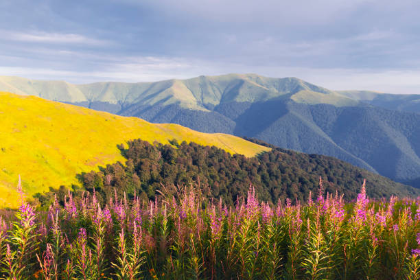 Pink blooming Sally flowers covered mountains meadow in summer time. Beauty sunset light glowing on a foreground. Landscape photography