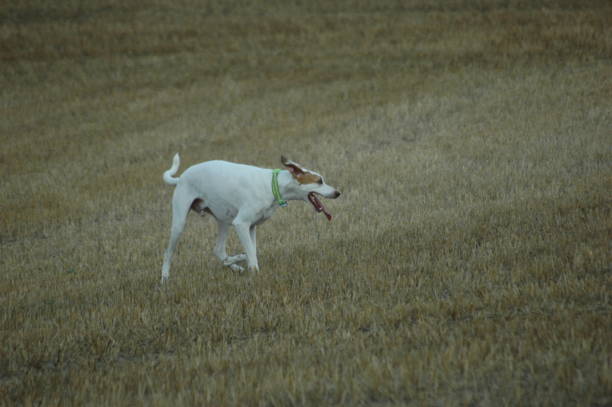 white dog hunter in the field