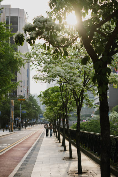 istock People strolling along a tree-lined walkway in South Korea during a sunny afternoon in spring 2172441555