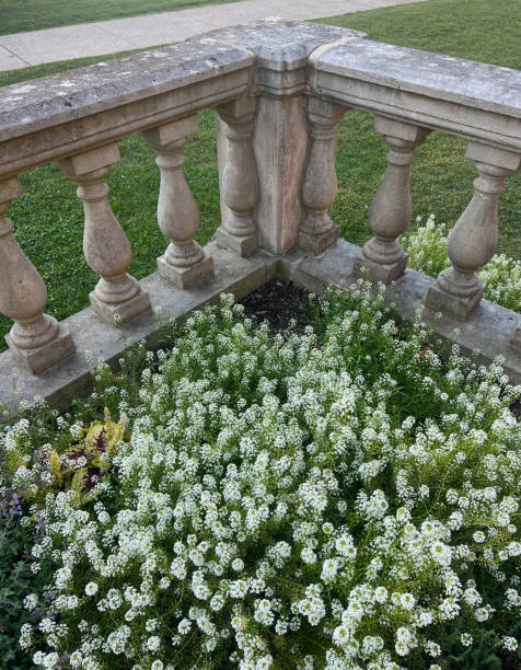 Beautiful Alyssum flowers inside an old concrete railing.