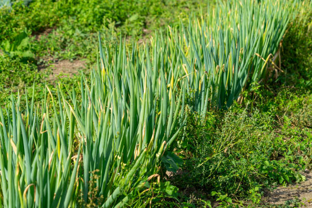 Germany, Berlin, Zehlendorf, September 19, 2023 - Freshly grown spring onions in the field