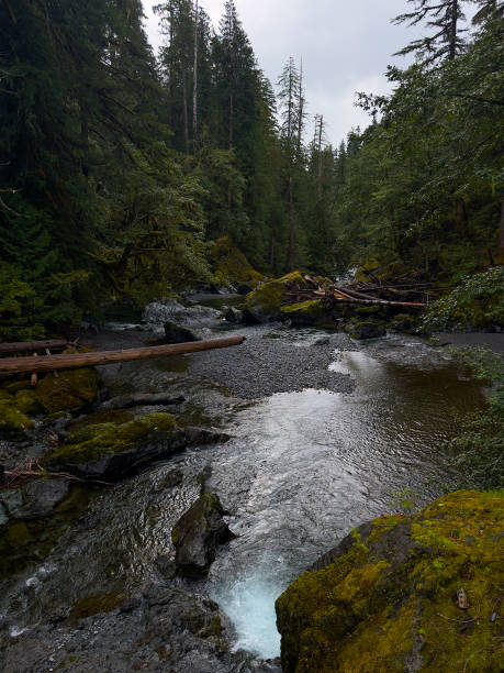 istock Mountain river in the Olympic National forest on a overcast morning 2172448622