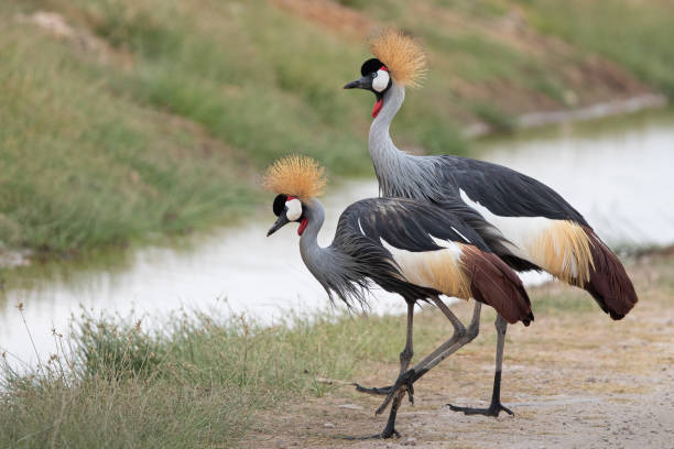 Grey Crowned Crane, national bird of Uganda with beautiful, colorful features and a unique crown.