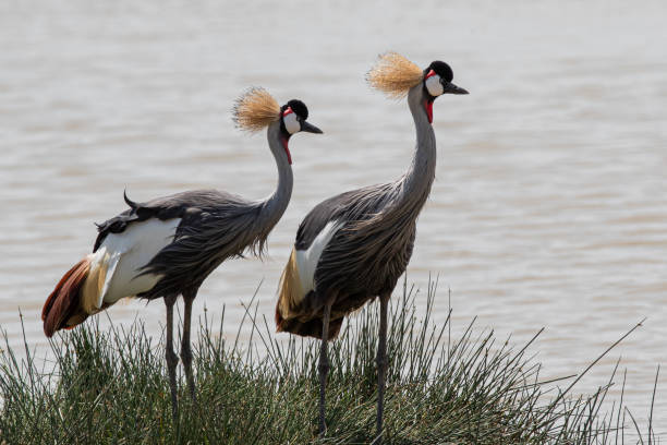 istock Two Grey Crowned Cranes on Grass near River in Kenya 2172448691