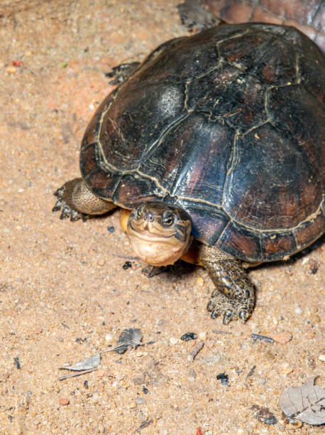 istock Asian Pond Turtle in Its Natural Habitat 2172451359
