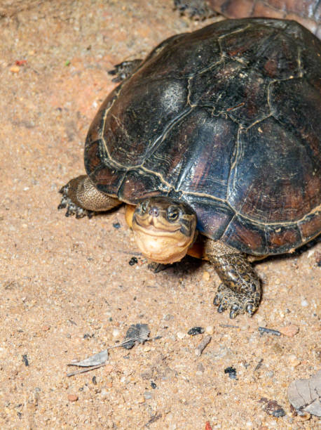 istock Asian Pond Turtle in Its Natural Habitat 2172451498