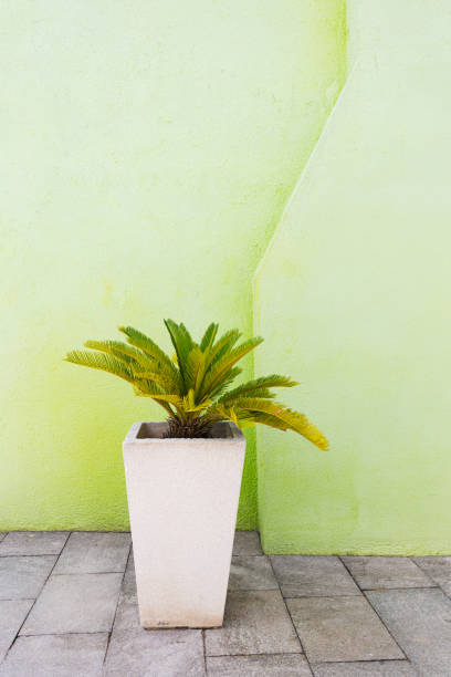 istock flower in a pot against a light green wall. 2172451997