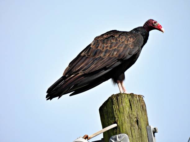 istock Turkey Vulture (Cathartes aura) - perched on a wood telephone post 2172452596