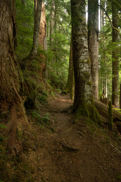 istock Old Trees Line The Wonderland Trail In Mount Rainier 2172457028
