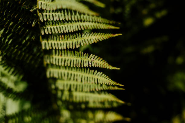 istock Fern leaf in a forest of the Maritime Alps 2172457083