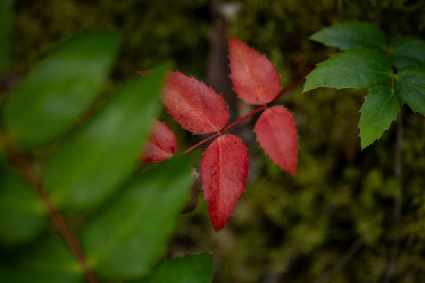 istock Red Leaves Pop On The Forest Floor In North Cascades 2172457159