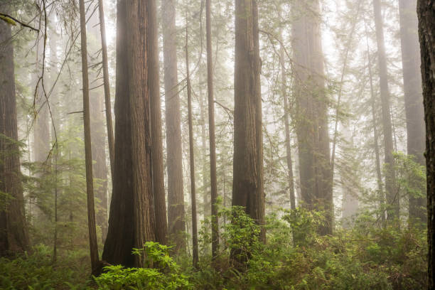 istock Redwoods Stand Along With Other Treees In The Fog 2172457182