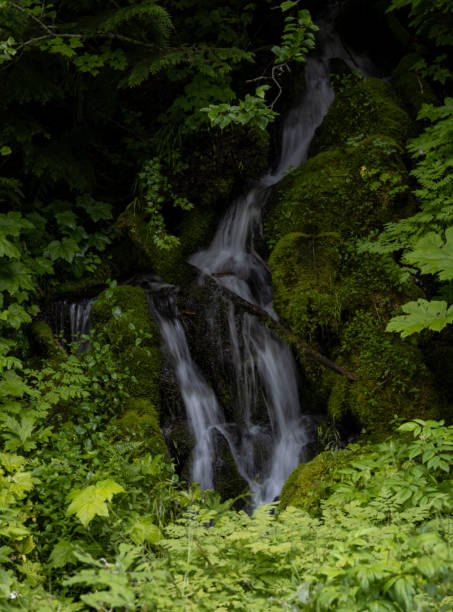 istock Small Unnamed Cascade Along Westside Road In Mount Rainier 2172457317