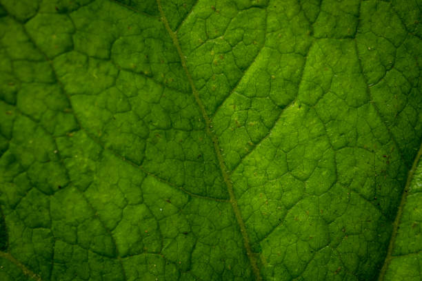 istock Texture Of Bright Green Leaf Close Up 2172457543